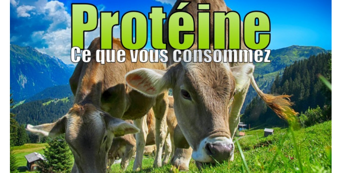 Dossier : Protéine, Whey, ce que vous consommez.
